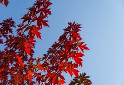 Red leaves of Acer freemanii Autumn Blaze on blue sky background. Close-up of fall colors maple tree leaves in resort area of Goryachiy Klyuch.