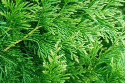 Close-up of green texture with white of Thuja plicata 'Winter Pink' western red cedar or Pacific red cedar, giant arborvitae or western arborvitae, giant cedar. Nature concept for design