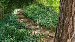Stone steps lead to a hill curled with ivy. Green English ivy (Hedera helix, European ivy) and variegated ivy Hedera helix Goldchild carpet cover hill In shadow garden. Nature concept for design. 