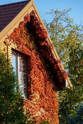 Close-up of red and golden colorful Parthenocissus tricuspidata 'Veitchii' or boston ivy. Grape ivy, Japanese ivy or Japanese creeper leaves covered wall as natural background. 