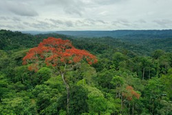 Aerial view of a tropical rainforest on a cloudy day with a large tree covered in red flowers in the foreground