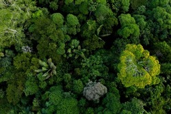 The diverse Amazon forest seen from above, a tropical forest canopy