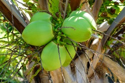 Green young coconuts growing on a palm tree