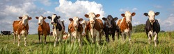 Group of cows stand upright on the edge of a green meadow in a pasture, a panoramic wide view