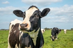 Mature cow, black and white curious gentle surprised look, in a green field, blue sky