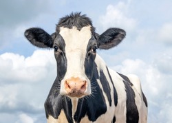 Cute cow, black and white friendly innocent look, pink nose, in front of  a blue sky.