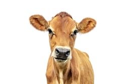 cow isolated on white Jersey, headshot, black nose brown coat, looking innocent