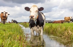 Cow in a ditch cooling, swimming taking a bath and standing in a creek, reflection in water