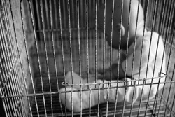 Baby doll toy in cage victim emotionally,abused,kidnapped concept black and white out of focus