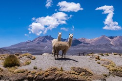 Two alpacas in wild nature, looking at camera