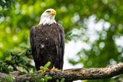 Bald eagle perched high in a tree over a lake in a national park
