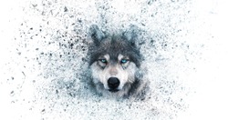 Wolf wallpaper with decay effect,