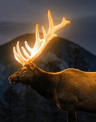 Glowing deer horns, deer horns, fantasy deer, fantasy background, high resolution image of deer