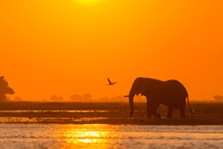 African bush elephant or African elephant (Loxodonta africana) crossing the Chobe River at sunset. Chobe National Park. Botswana