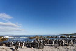 African penguin, Cape penguin or South African penuguin (Spheniscus demersus) colony at Stony Point on the Whale Coast, Betty's Bay (Bettys Bay), Overberg,  Western Cape, South Africa