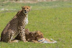 Cheetah (Acinonyx jubatus) female and cub with kill. Ngorongoro Conservation Area (NCA). Tanzania