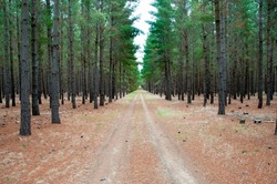 Radiata Pine Plantation - South Australia