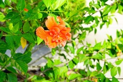 Orange Hibiscus Syriacus Ardens or Deciduous Hibiscus with green leaves