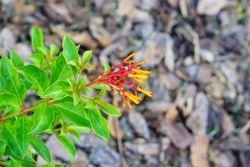 Firebush (Hamelia Patens) has to be one of the easiest and also most attractive native plants for a Florida-Friendly garden. It is a woody perennial shrub that grows in poor to great soil