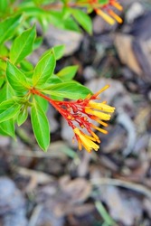 Firebush (Hamelia Patens) has to be one of the easiest and also most attractive native plants for a Florida-Friendly garden. It is a woody perennial shrub that grows in poor to great soil