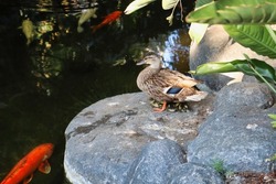 A mallard mother duck sheltering her ducklings underneath.