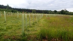 Woodland creation with biodivers UK native trees
