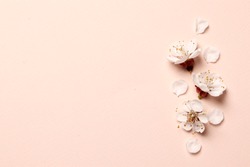 Spring floral background, texture and wallpaper. Flat-lay of white almond blossom flowers and petals over pink background, top view, copy space. Womens day holiday greeting card or wedding invitation