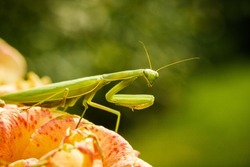 Macro shot of a Green praying mantis in defensive pose. Close up photo of mantis religiosa on the green background.