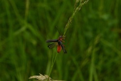 Soldier beetles - beetle with a red body, black wings, long black and red mustache spread its wings in macro photography on a green backgroundn a green background