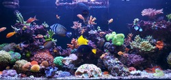 sea water aquarium captures of caral and tropical fishes