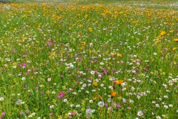 Beautiful alpine meadow with a variety of wild flowers in the Italian Alps