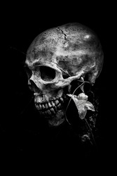 Still life with human skull and flower on black background