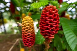 Close Up red Beehive Ginger Zingiber spectabile flower ecuador amazon rainforest