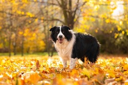 border collie plaing in the leaves