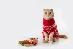 Christmas cat wearing a red knitted sweater sitting on white background with Christmas presents. Copy space for text. Christmas sale banner, greeting card, poster, winter holiday shopping