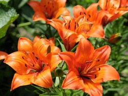 Brightly orange lily flowers. Beautiful flowers with orange petals.