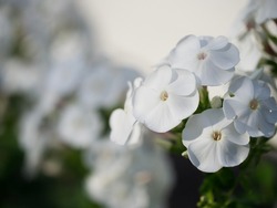 An inflorescence of white phlox flowers, a close-up picture. Beautiful white flowers.