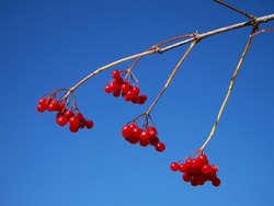 A twig with ripe viburnum berries against a clear sky. A bunch of viburnum berries. Red berries on a blue background.