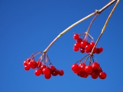 A bunch of viburnum berries. Red berries on a blue background. A twig with ripe viburnum berries against a clear sky, close-up.