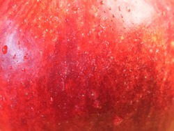 Droplets of water on the peel of a ripe red apple, a close-up shot.