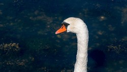 The head of a swan bird on a long white neck. Portrait of a bird. White swan