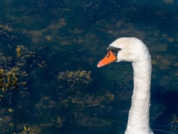 The head of a swan bird on a long white neck. Portrait of a bird, copy space. White swan