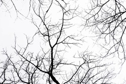 Bare tree branches on a white sky, no person