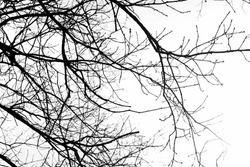 Monochrome tree branches isolated on the white background, no person