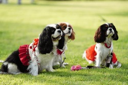 Cavalier so happy and lookup to owner ,  Cavalier King Charles Spaniel dog outdoors in dog playgrond