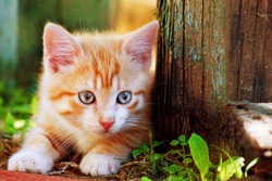 Cute little red kitten playing outdoor. Portrait of red kitten in forest or garden looking interesting. Tabby funny red kitten with blue eyes & white paws ready to jump at home farm. Animal baby theme
