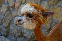 Cute little alpaca (lama animal, llama) baby in farm. Beautiful pretty alpaca or llama on stone background. Funny animal portrait. Close up tender young alpaca from llama farm or zoo. Furry lama baby