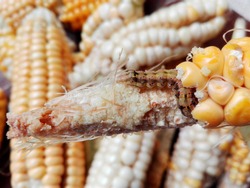 Caterpillar of European corn borer or high-flyer (Ostrinia nubilalis) on corn cob & grains. Moth of family Crambidae. Pest caterpillar of maize crop. Earworm or bollworm caterpillar eat fresh corn cob