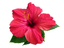 Red hibiscus flower & leaf (rosa sinensis) isolated on white path background. Pink hibiscus flower scent plant for aroma floral perfume design closeup isolated. Tropical rose hibiscus flower isolated