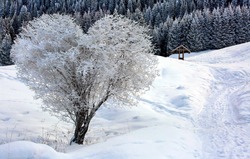 Heart shape tree in winter snow white scene landscape. Snow and heart tree of love, winter in blue sunlight. Beautiful landscape with heart shaped tree. Hello december or january winter background.